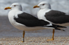 1cy fuscus in August, ringed in Finland. (81365 bytes)